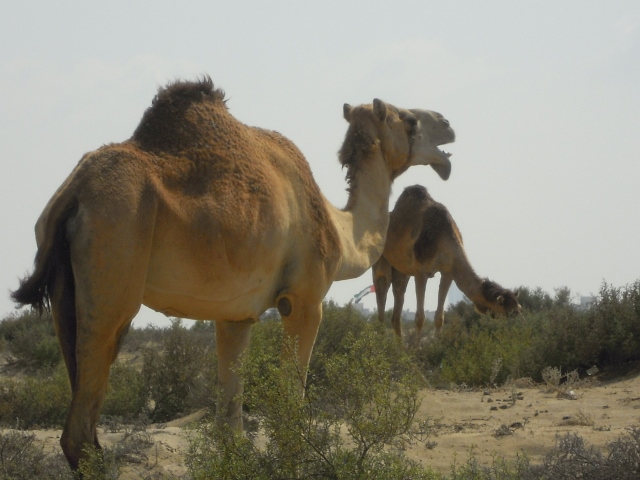 Camels grazing on desert land outside my children's school